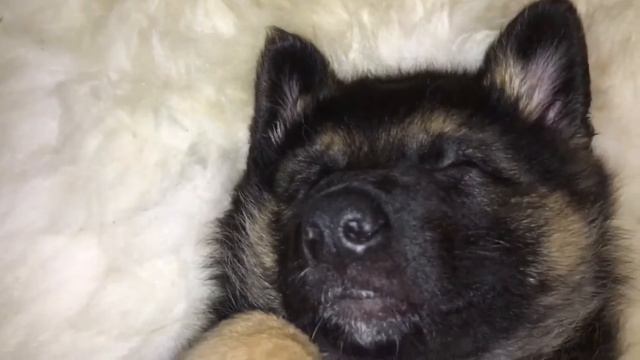 Funny puppy is sweetly asleep. Маленький щенок сладко заснул. смотреть онлайн