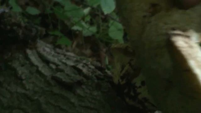 Dryad Saddle mushroom (Polyporus squamosous) смотреть онлайн