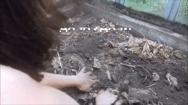 Корень ИМБИРЯ на даче!!! Высадка в теплицу! ДАЧА УДАЧИ смотреть онлайн