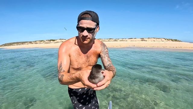 Can I Cook Giant Lobster Using The Sun? смотреть онлайн