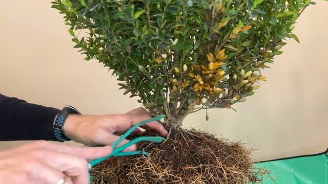 Бонсай з самшиту. Підготовка коренів і гілок #самшит #бонсай #bonsai #buxus #bonsailovers