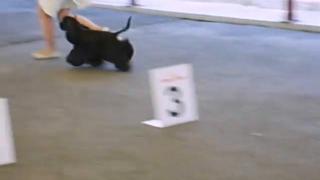 22 07 2012 Курск CACIB,открытый класс кобели смотреть онлайн