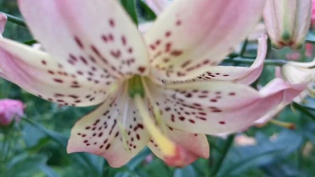 12 сортов роз обильно и продолжительно цветущие.Чемпионы первой волны цветения.#сорта_роз#розы