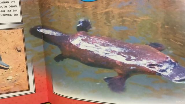 От самых маленьких до больших размеров животных планеты смотреть онлайн