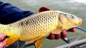 Запахи которые Карп чувствуют за километр! Какие запахи привлекают карпа