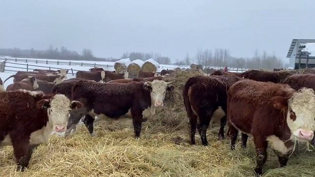 Нетели Герефордов | Кашин луг смотреть онлайн