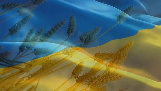 Футаж з колосками і українським прапором. School Video Background HD. смотреть онлайн