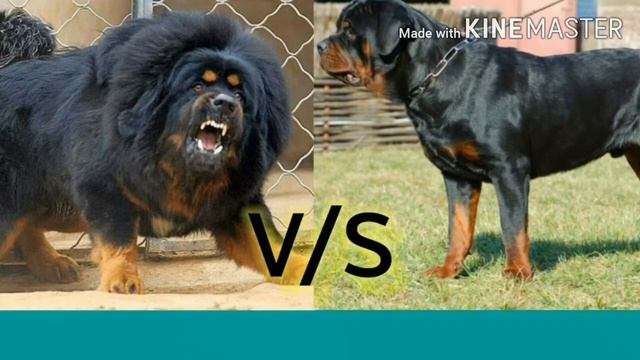 Кто сильнее!Тибетский мастиф против ротвейлера.//Батл собак//(ANIMALS BATTLE BIT)