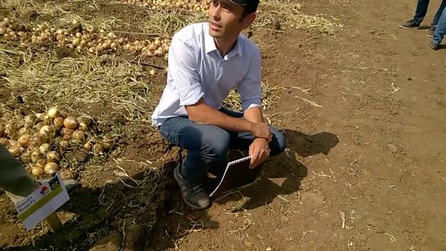 Ятоба F1, лук от компании Enza Zaden смотреть онлайн