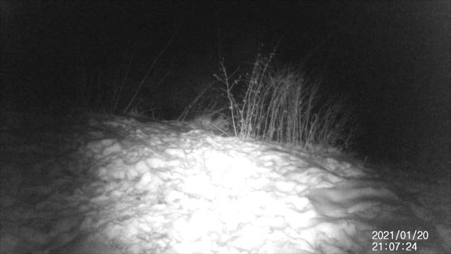 Фотоловушка зняла ЗАЙЦЯ !!! Фотоловушка APEMAN. #Карпати смотреть онлайн