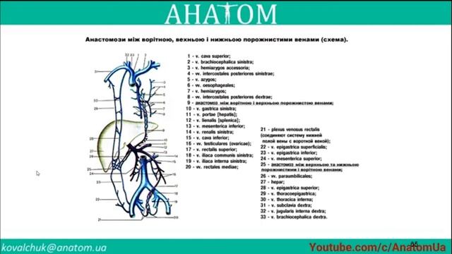 ВСТУП до СЕРЦЕВО-СУДИННОЇ СИСТЕМИ
