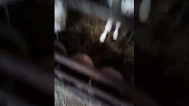 Бюджетный коровника на 12 голов постройки 2017 года от Колхозника 34. смотреть онлайн