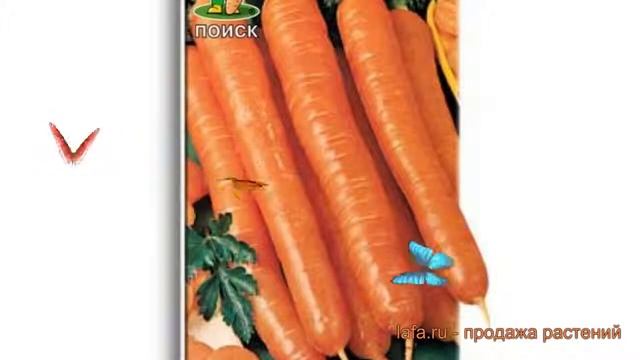 Морковь обыкновенный Амстердамска (amsterdamska) ? обзор: как сажать, семена моркови Амстердамска смотреть онлайн