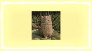 виктор цой - звезда по имени солнце (speed up)