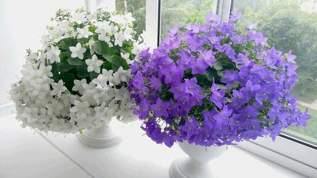 КАМПАНУЛА: ЖЕНИХ И НЕВЕСТА. Как меняется жизнь одинокой женщины: приметы смотреть онлайн