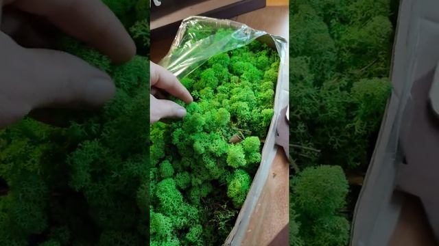 стабилизированный мох для поделок из дерева // #diy #short смотреть онлайн