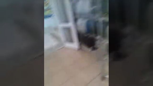 Путешествия по Волжскому: походы в магазин! смотреть онлайн