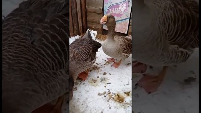 Тульский горбоносие и камогорская гуси Евгений Клещёва. смотреть онлайн