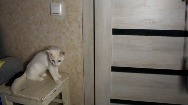 ПРАНК НАД КОТИКОМ: НЕУЛОВИМАЯ РЫБКА! смотреть онлайн
