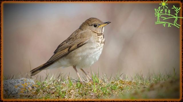 Голоса птиц Как поёт Дрозд малый (Catharus minimus).mp4 смотреть онлайн