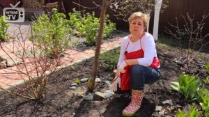 Побелка плодовых деревьев ? Как правильно белить деревья в саду? ? Делимся секретами