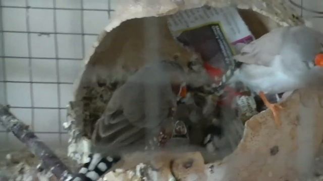 Зебровые амадины. Наши домашние певчие птички. Японские амадины. Ткачики. Амадинки. Зебрики. смотреть онлайн