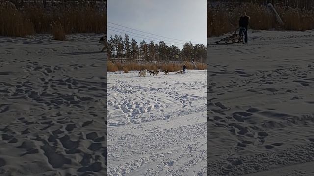 Якутия. Катание на собаках смотреть онлайн