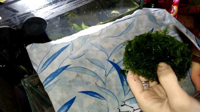 Стрижка яванского мха смотреть онлайн