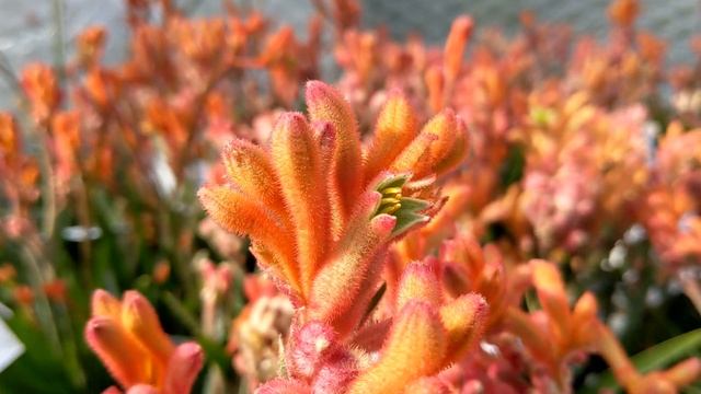 KANGAROO PAW_Anigozanthos flavidus #OneDayOnePlant #FloraToskanaGmbH смотреть онлайн