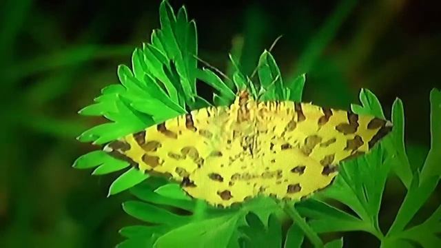 БИОСФЕРА: 65. Пяденица Пятнистая (Pseudopanthera macularia) смотреть онлайн