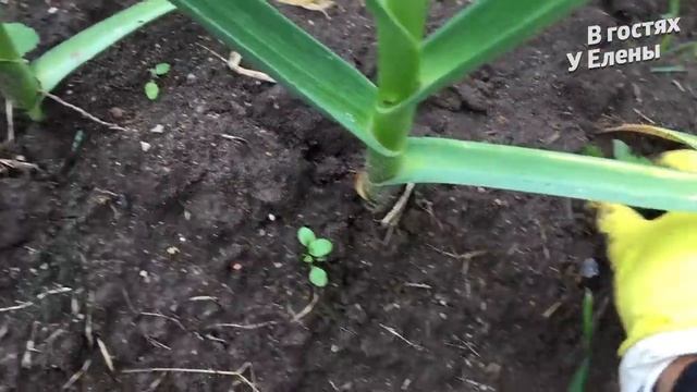 ВЛОГ. ДЕРЕВЕНСКАЯ жизнь. На конец я это СДЕЛАЛА. У меня ИДИЛИЯ. Подвязка ТОМАТОВ смотреть онлайн