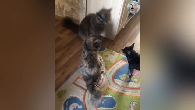 😼БОРЗЫЕ КОТЫ ПЕРЕХОДЯТ ВСЕ ГРАНИЦЫ🙀🐶Я РЖАЛ ПОЛ ЧАСА😂 смотреть онлайн