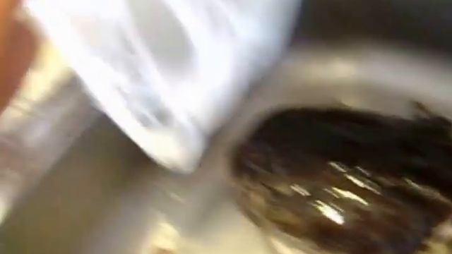 чучело из головы рыбы (СОМ) ЧАСТЬ 1я смотреть онлайн