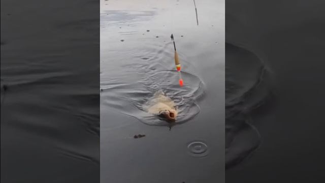 хороший улов