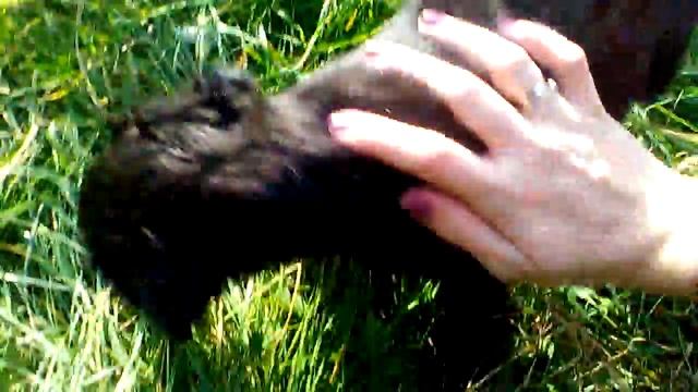 Милые собачки, лабрадор и маленький щенок гуляют на даче смотреть онлайн