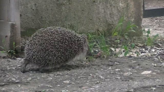 Влог/РАННЕЕ УТРО/В ДОРОГЕ/ДИЕТА?/МИША И ЕЖИК/ОГОРОД/САМОЛЕТ. смотреть онлайн