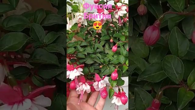 фуксия Бритни#цветывсаду #огород #садогород #сад #фуксимания#фуксия #сибирскийсад #мойогород смотреть онлайн