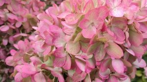 Метельчатые гортензии Би Хеппи и др.6 сентября 2022 г.