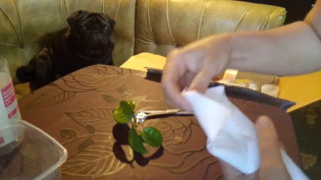 8.ОБЗОР ВТОРОЙ ПОСЫЛКИ С ХОЙЯМИ!!!ХОЙЯ КАРНОЗА ТРИКОЛОР, КАРНОЗА КРИНКЛ И ХОЙЯ В ПОДАРОК 