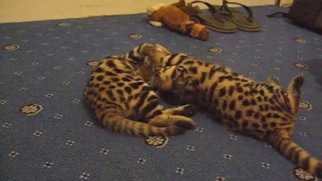 2 months old hand reared black-footed cats (Felis nigripes) are playing, RSCC смотреть онлайн