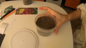 Камнеломка из семян//Когда сеять камнеломку