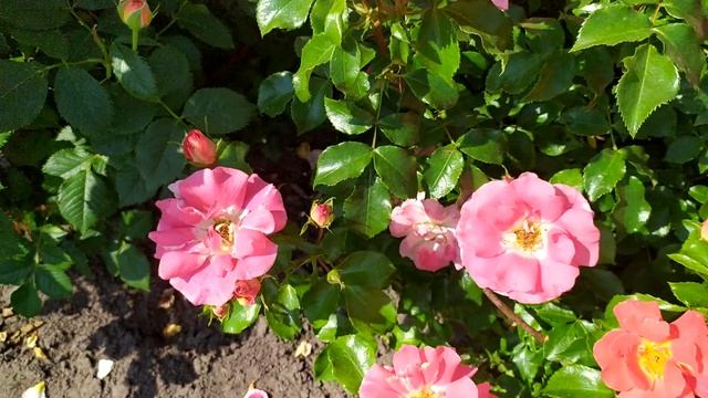 Роза Эбраш (Airbrush)