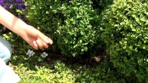 Обрезка самшита