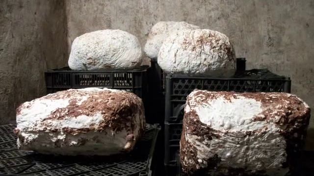 Выращивание шиитаке смотреть онлайн