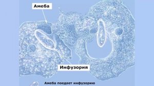 Амеба обыкновенная