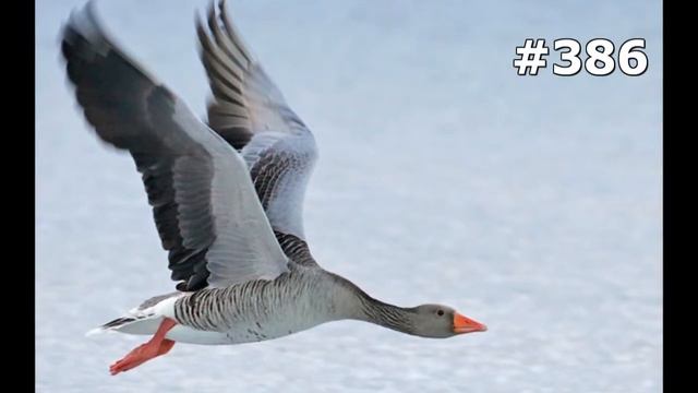#386. Гуси (В мире животных) смотреть онлайн