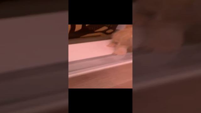 шотландские вислоухие котята смотреть онлайн