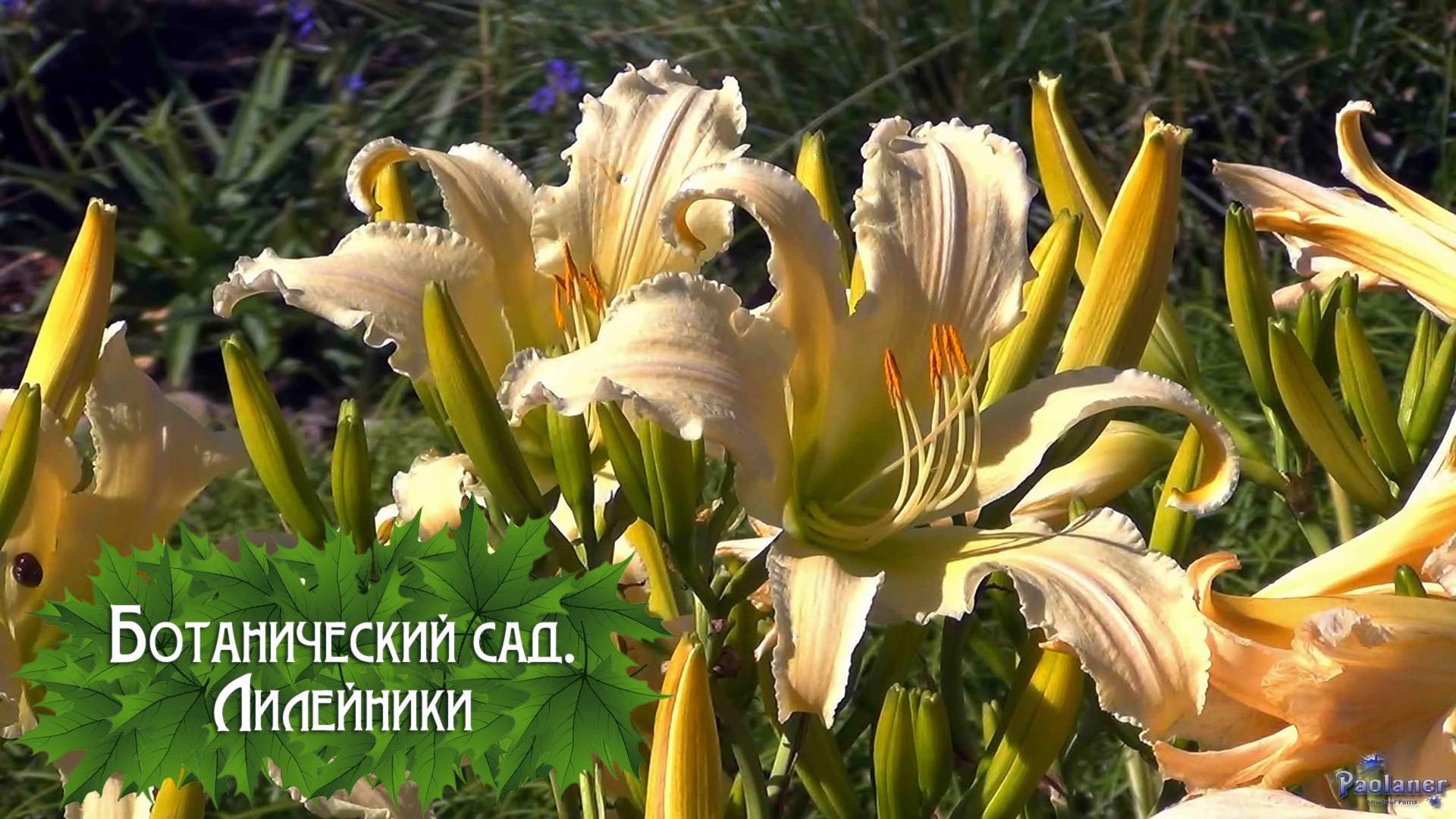 Ботанический сад. Лилейники (2024) смотреть онлайн