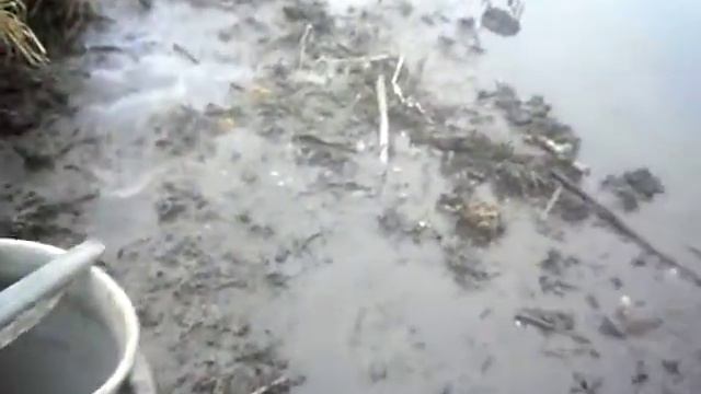 Зарыбление сомы, щучки.. смотреть онлайн