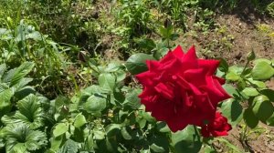 Роза БУРГУНД Чайно-гибридная